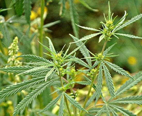 semillas de marihuana en las plantas feminizadas